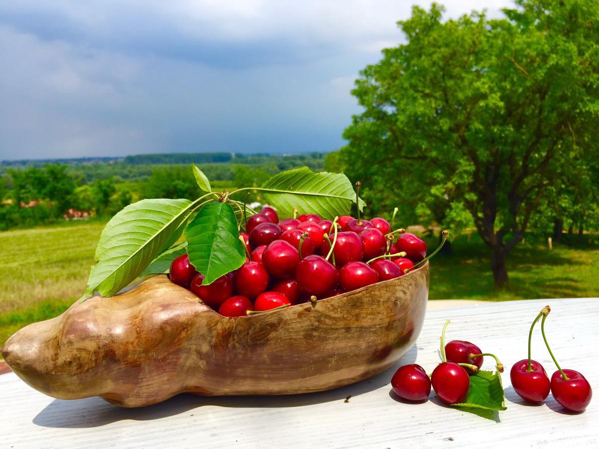 Honey Hill Apartment Fruska Gora Cerevic ภายนอก รูปภาพ